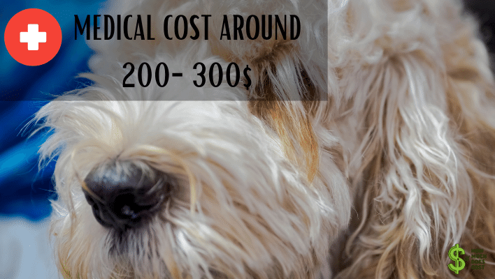 medical cost spoodle