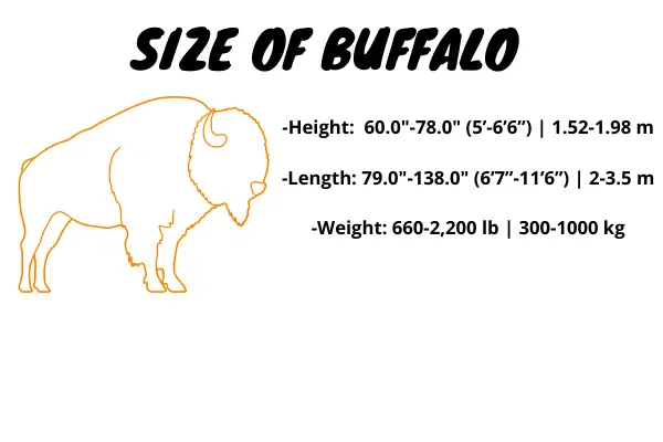 size of buffalo