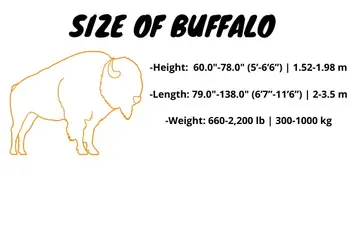 How Much Does A Buffalo Cost In Depth Guide How Much Does Cost