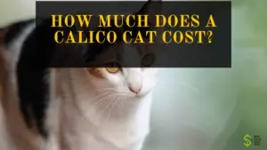 Calico Cat cost
