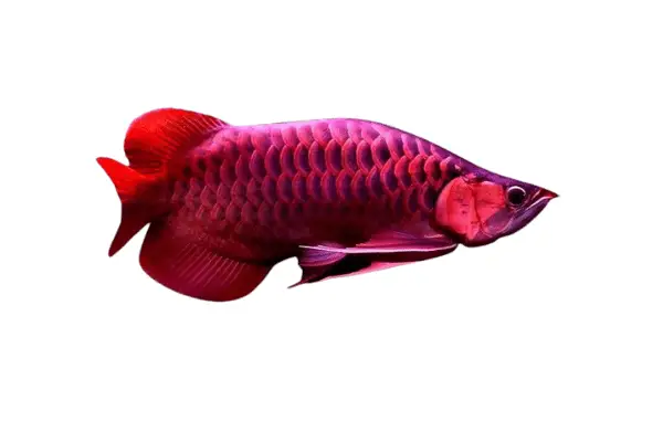 Emerald violet fusion super red dragon fish cost