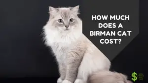 HOW MUCH DOES A BIRMAN CAT COST