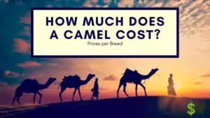 HOW MUCH DOES A CAMEL COST