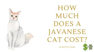 How Much Does A Javanese Cat Cost