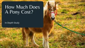 How Much Does A Pony Cost