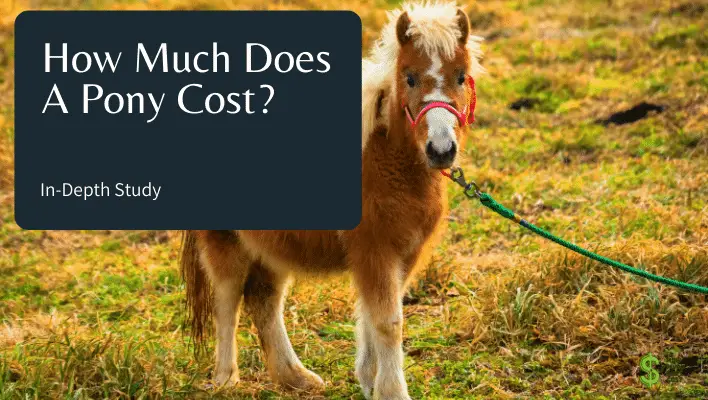 how-much-does-a-pony-cost-real-life-example-how-much-does-cost