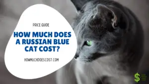 How Much Does A Russian Blue Cat Cost