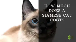 How Much Does A Siamese Cat Cost