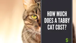 How Much Does a Tabby Cat Cost