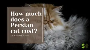 How much does a Persian cat cost