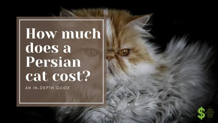 How Much Does A Persian Cat Cost? [ With Tables]- How Much Does Cost?