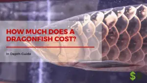 How much does a dragonfish cost