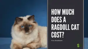 How much does a ragdoll cat cost?