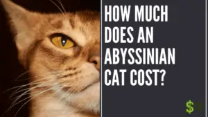 How much does an Abyssinian cat cost?
