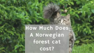 Norwegian forest cat cost