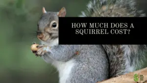Squirrel Cost
