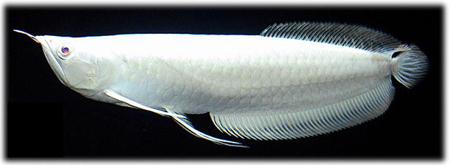 albino-dragon fish cost