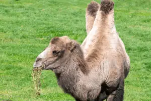 How Much Does A Camel Cost?(Prices Per Breed) - How much does cost?