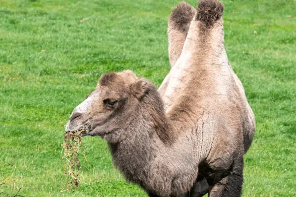 camel food cost