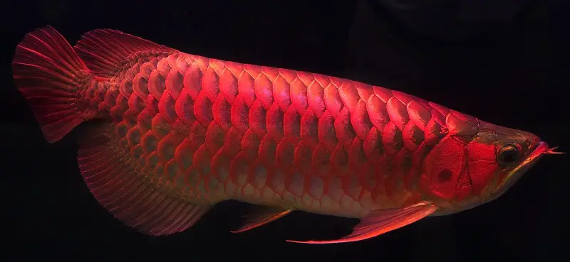 Chili red Dragonfish-cost