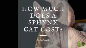 sphynx cat cost