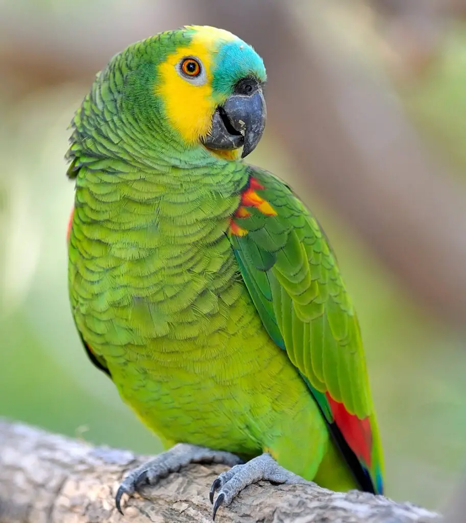 How Much Do Amazon Parrots Cost In Depth How Much Does Cost 