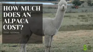 HOW MUCH DOES AN ALPACA cost