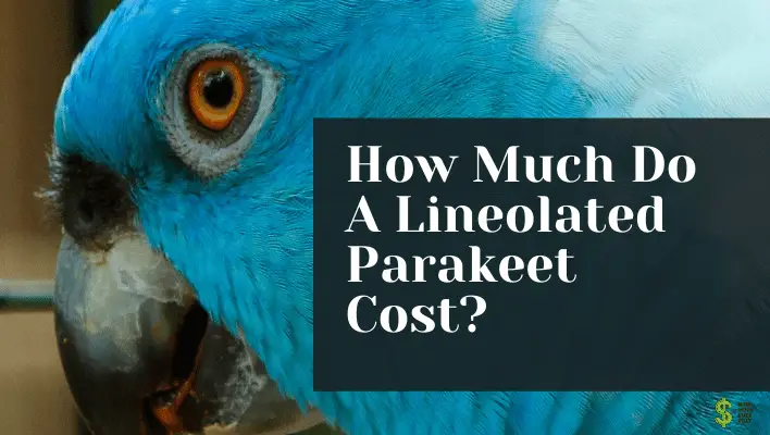 How Much Do A Lineolated Parakeet Cost? (Final) - How much does cost?