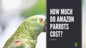 How Much Do Amazon Parrots Cost