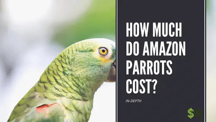 How Much Do Amazon Parrots Cost? ( In-Depth) - How much does cost?