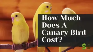 How Much Does A Canary Bird Cost