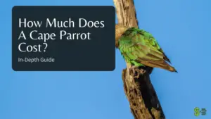 How Much Does A Cape Parrot Cost