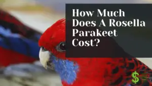 How Much Does A Rosella Parakeet Cost
