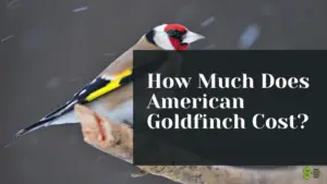 How Much Does American Goldfinch Cost