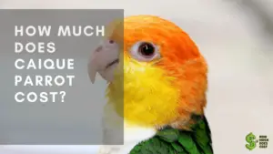 How Much Does Caique Parrot Cost