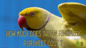 How Much Does Indian Ringneck Parakeet Cost