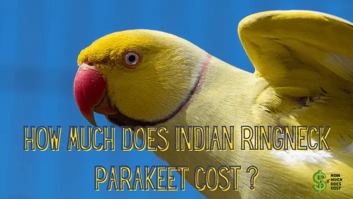 how-much-does-indian-ringneck-parakeet-cost-how-much-does-cost