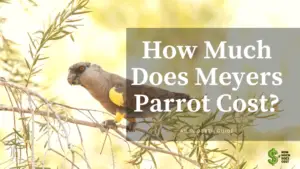 How Much Does Meyers Parrot Cost