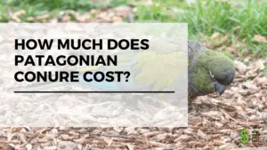 How Much Does Patagonian Conure Cost