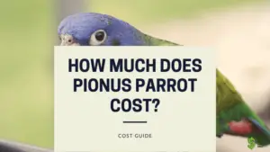 How Much Does Pionus Parrot Cost
