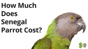 How Much Does Senegal Parrot Cost?