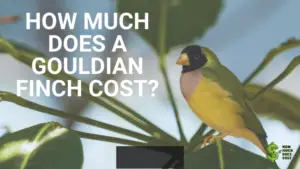 How Much Does a Gouldian Finch Cost