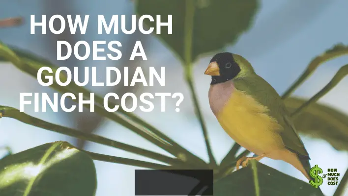 How Much Does a Gouldian Finch Cost ( In-Depth) - How much does cost?