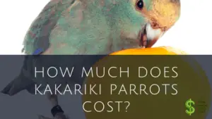 How much does Kakariki Parrots cost?