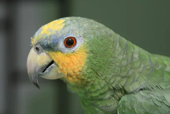 Orange-winged amazon parrot-cost