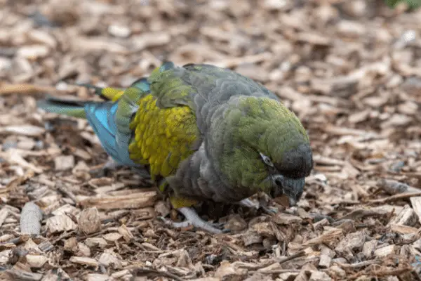 Patagonian Conure cost of maintenance