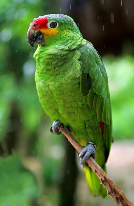 Red Lored Amazon parrot cost