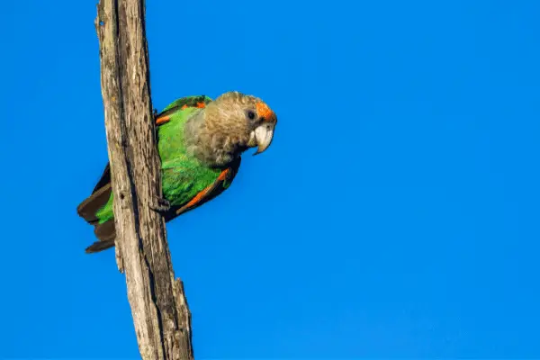 Cape Parrot Cost