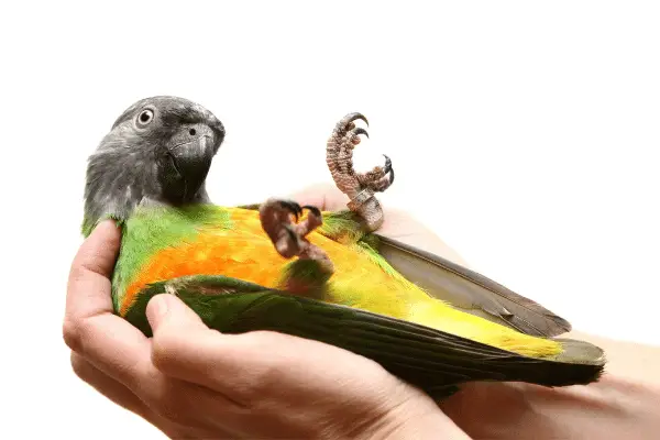 cost of Maintenance for senegal parrot