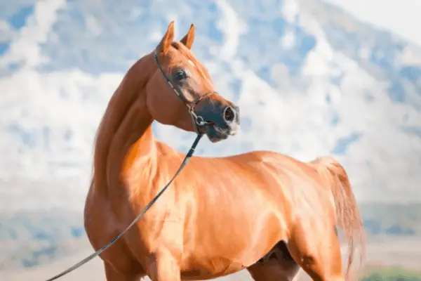 Arabian Horse cost